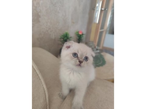 Safkan kalite scottish fold isteyen buyursun