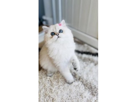 Dişi ve erkek kedimiz