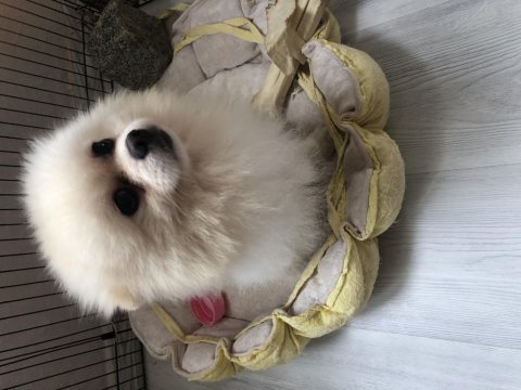 2 yaşında sağlıklı erkek pomeranian