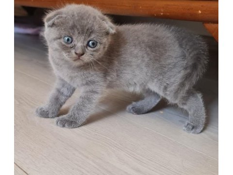 British ve scottish kedi