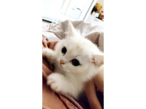 Scottish fold yavru görüşülür