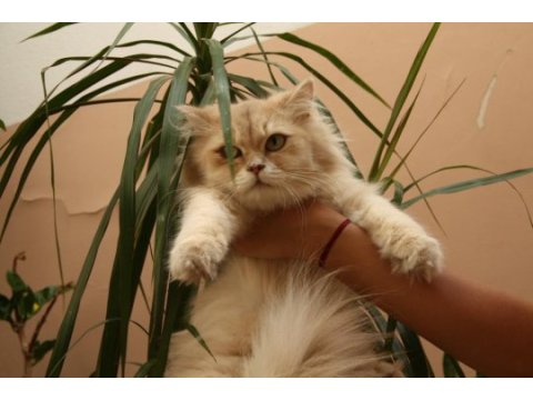Şecereli british longhair kızımız yeni yuvasını bekliyor