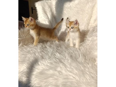 British shorthair golden yavrular