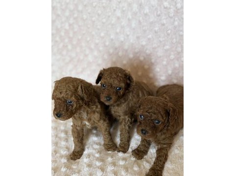 Anne altından toy poodle bebeklerimiz