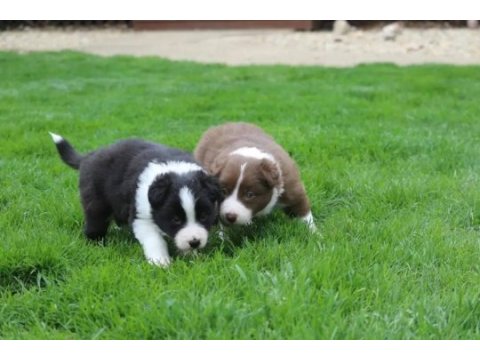 Mükemmel border collie yavrular