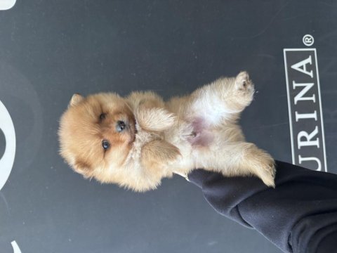 Yavru pomeranian köpeğimiz sağlık ve ırk garantilidir