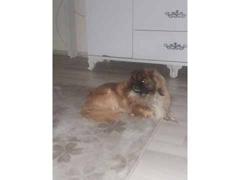 Pekinez köpeğimizi ücretsiz sahiplendirmek istiyoruz