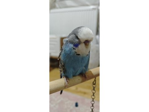 Show jumbo yavrular ele kola alıştırmalık muhabbet kuşu
