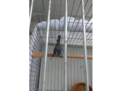 Baştankara kuşu