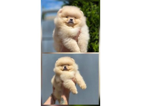 Fcı export sçr li pomeranian yavrular petmode den