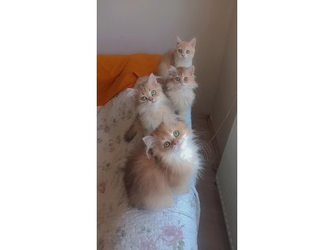 Full şecereli sevgi delisi kucak kedisi