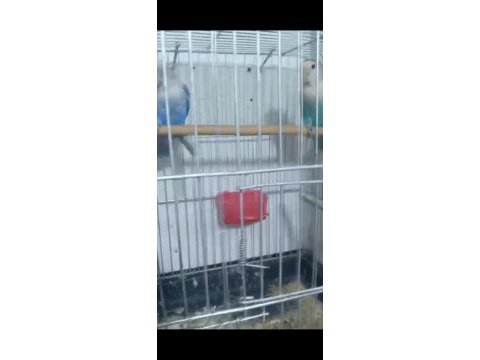 Yumurtalı sevda ve cennet papağanları