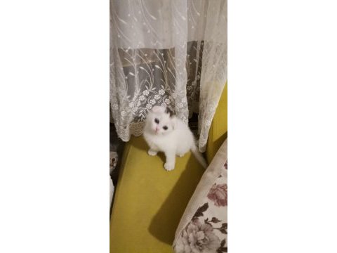 Çok sağlıklı kum ve mama alışkanlığı var scottish