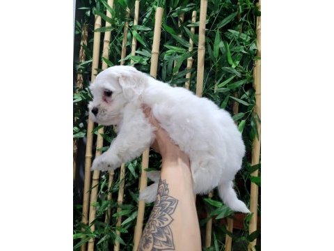 Orjinal maltese terrier bebekler