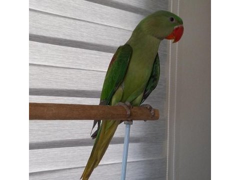 Jumbo boy yavru erkek alexander