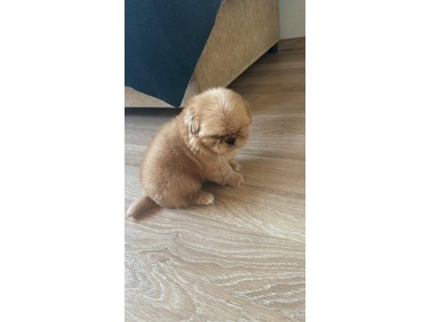 Pekinez köpeği
