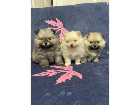 Pomeranian boo