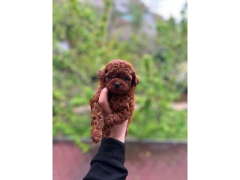 Red toy poodle mevcut