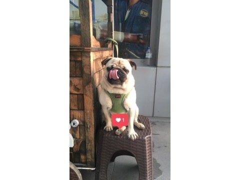 3 yaşında pug