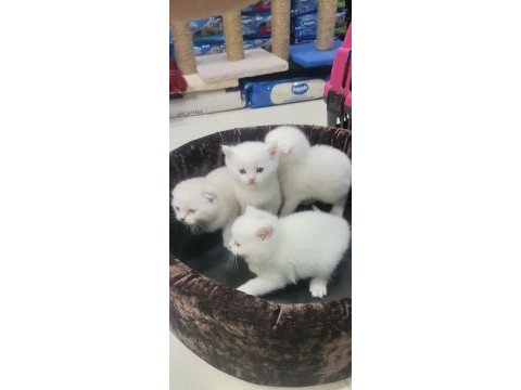 Minik bebek kediler sahiplerini bekler
