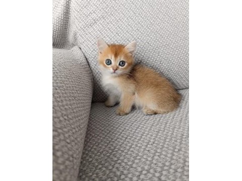 Safkan british golden shorthair yavrular