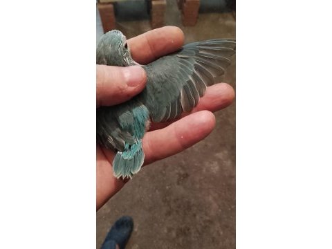 Forpus papağanı yavruları