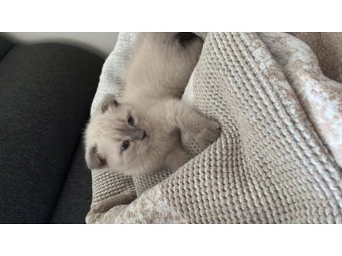 Oyuncu scottish fold silver