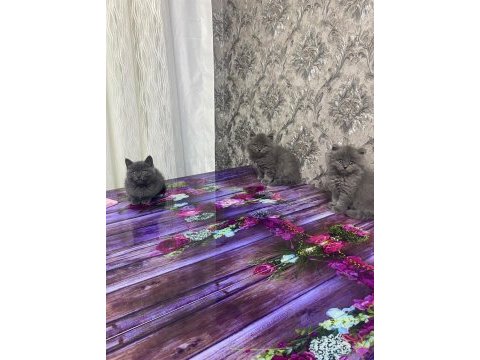2 aylık british shorthair erkek dişi yavrular