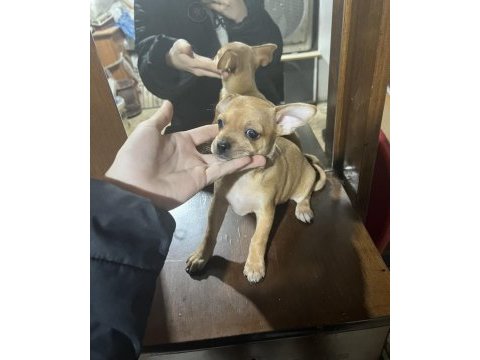 Minyatür pinscher 2 aylık