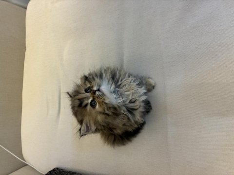 British longhair 2 aylık