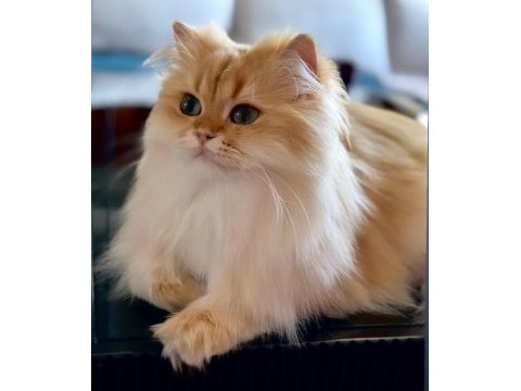 Şecereli british longhair golden by11 yetişkin erkek