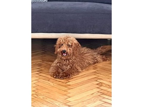 5 aylık olan poodle yavrumuzu sahiplendirmek istiyoruz