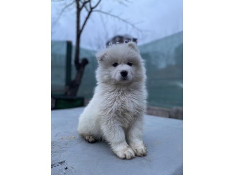 Kar beyaz samoyed yavrular