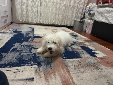 Eğitimli aşılı erkek maltese