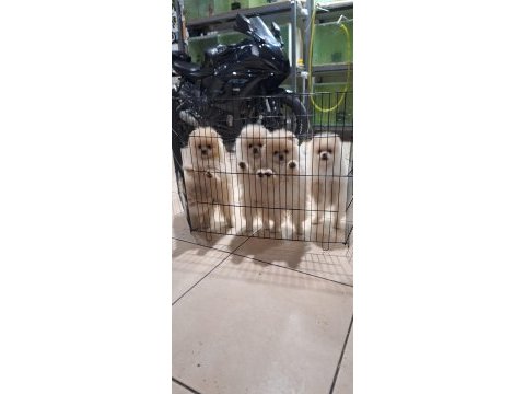 Pomeranian boo köpekler