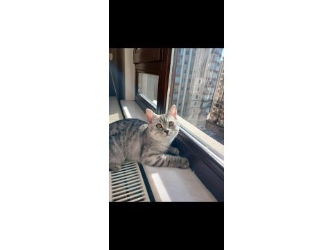 British shorthair silver erkek cins sahiplendirme