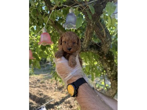 Toy poodle ırk garantili yavrularımız