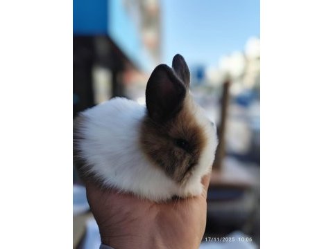 Yavru hollanda lop tavşanlarımız