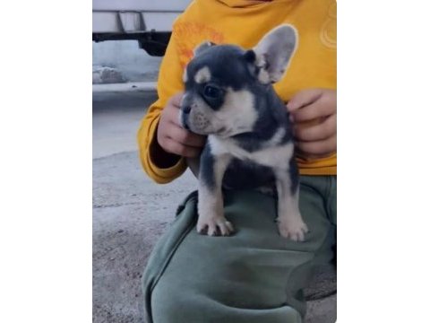 Blue tan french bulldog yavrular