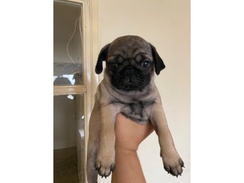 Pug mops yavru