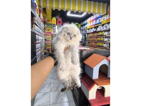 Scottish fold yavrumuz