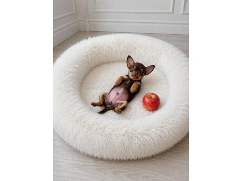 Apple head chıhuahua