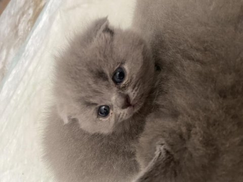 Dişi scottish fold