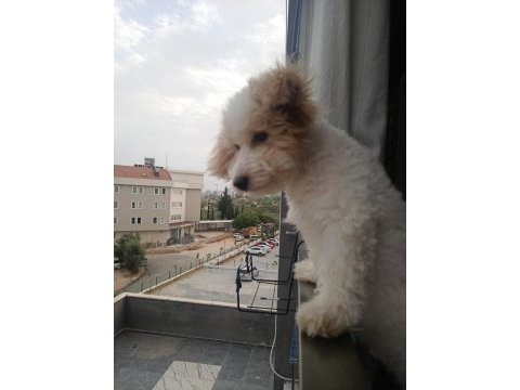 Maltipoo 6 aylık