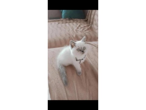Yeni yuvasına gitmeye hazır 3 aylık yavru