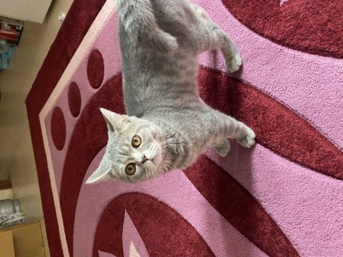 British shorthair 7 aylık