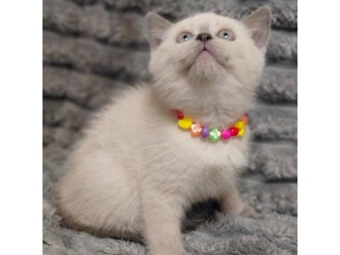British shorthair blue point yavru kedimiz