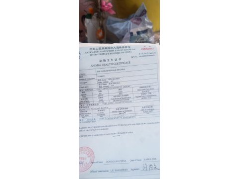 Kore toy poodle kg garantili ev üretimi çorlu
