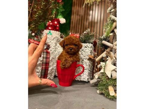 Ankara nın en güzel toy poodle yavruları