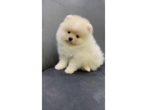 %100 pomeranian boo ırk garantili